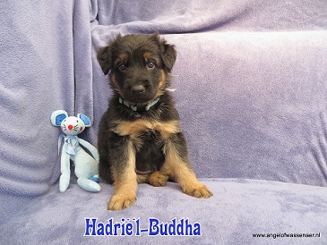 Hadriël, zwart-bruine Oudduitse Herder reu van 5 weken oud